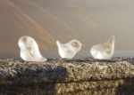 PIOU-PIOU WING UP CLEAR - Image 3